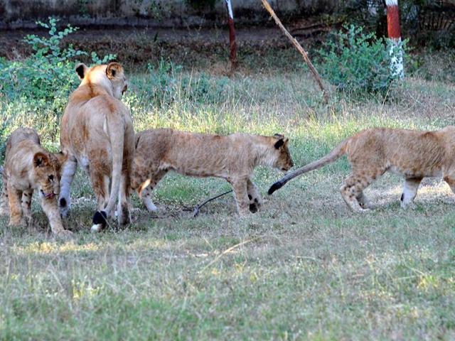 The petitioner drew the green panel’s attention towards media reports that the authorities were going to start a Lion Safari in Van Vihar. (File photo) The petitioner drew the green panel’s attention towards media reports that the authorities were going to start a Lion Safari in Van Vihar. (File photo)