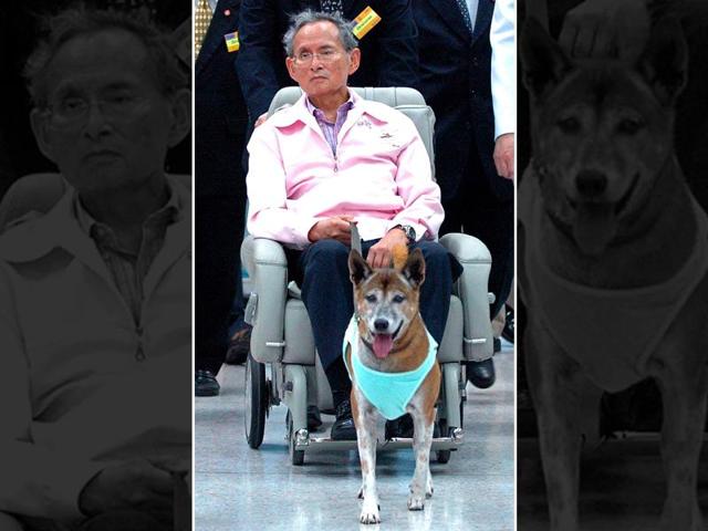 In this file photo, Thai King Bhumibol Adulyadej holds the leash of his dog while sitting in a wheelchair at a hospital in Bangkok. A Thai citizen faces prison after being charged with lese majeste for insulting the king’s dog. (AFP) In this file photo, Thai King Bhumibol Adulyadej holds the leash of his dog while sitting in a wheelchair at a hospital in Bangkok. A Thai citizen faces prison after being charged with lese majeste for insulting the king’s dog. (AFP)