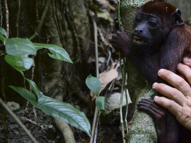 A red howler monkey is released in a protected forest area in the Armenia Mantequilla municipality, Colombia on December 14, 2015. (AFP) A red howler monkey is released in a protected forest area in the Armenia Mantequilla municipality, Colombia on December 14, 2015. (AFP)