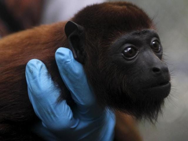 A volunteer holds a baby red howler monkey at the Hacienda Miraderos forests in Antioquia, Colombia, December 14, 2015. (REUTERS) A volunteer holds a baby red howler monkey at the Hacienda Miraderos forests in Antioquia, Colombia, December 14, 2015. (REUTERS)