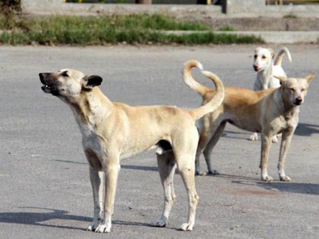 North Delhi Municipal Corporation recorded a total of 37,915 cases of dog bites followed by East Corporation with 24,802 and South Corporation with 1,816 cases upto November 31 this year. North Delhi Municipal Corporation recorded a total of 37,915 cases of dog bites followed by East Corporation with 24,802 and South Corporation with 1,816 cases upto November 31 this year.