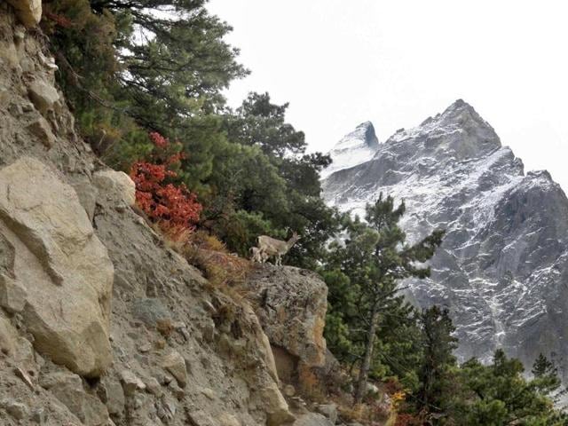 A view of Nelong Valley in Uttarkashi district. (Neha Pant/HT photo) A view of Nelong Valley in Uttarkashi district. (Neha Pant/HT photo)