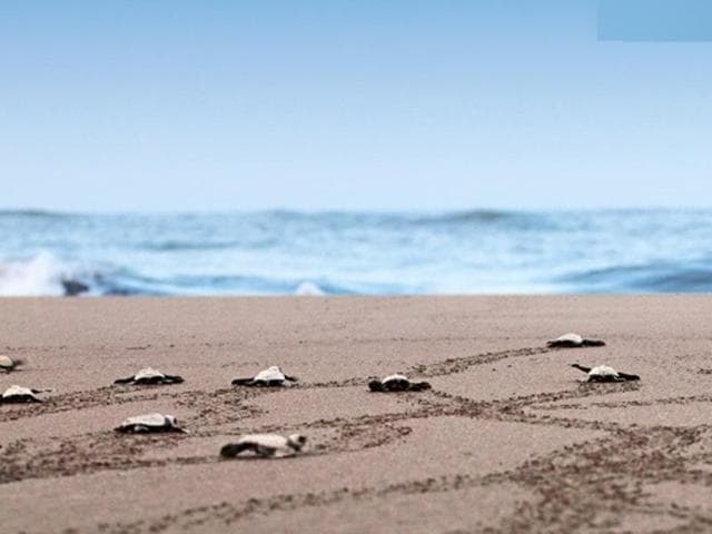 Velas in Ratnagiri district s famous for the Olive Ridely turtles, an endangered species that lays eggs along the coastline(Photo: MTDC) Velas in Ratnagiri district s famous for the Olive Ridely turtles, an endangered species that lays eggs along the coastline(Photo: MTDC)
