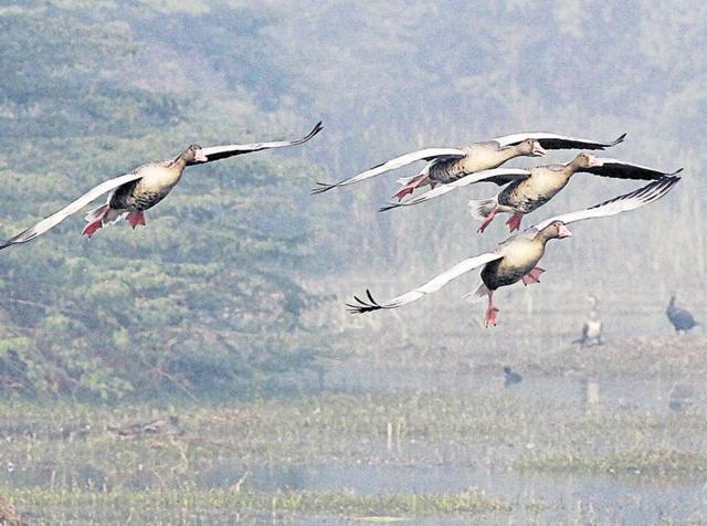 Officials said around 30,000 birds have arrived at the park this year. (HT File Photo) Officials said around 30,000 birds have arrived at the park this year. (HT File Photo)