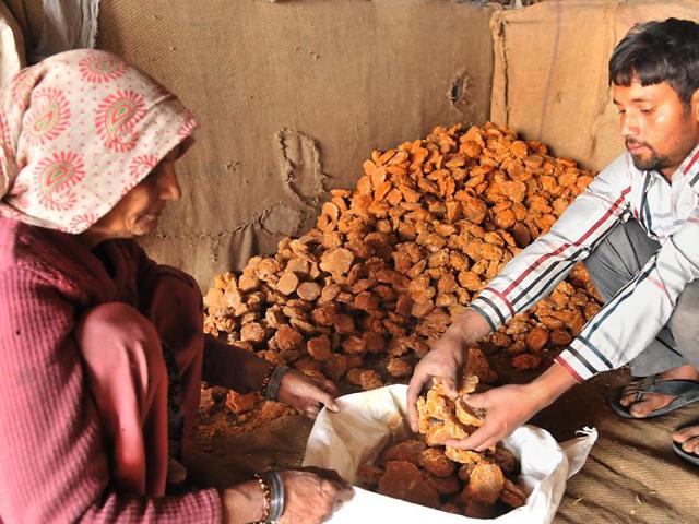 The jaggery is now ready to be sold in the market. (Pardeep Pandit/HT Photo)