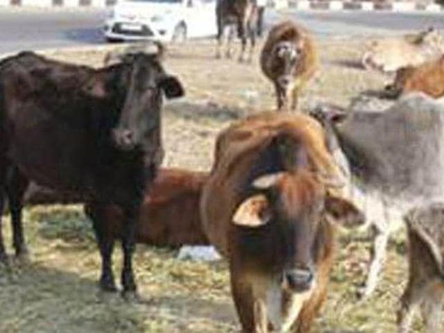 DC said that the administration would start catching the stray cattle to be shifted to the pound by January 15.(HT Photo) DC said that the administration would start catching the stray cattle to be shifted to the pound by January 15.(HT Photo)