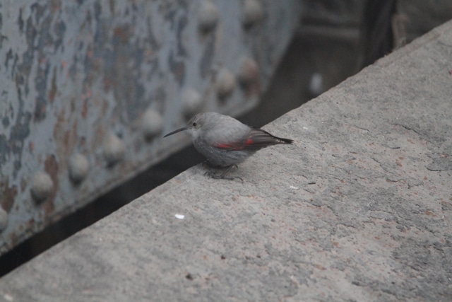 A Wallcreeper at the Rajasthan Feeder sluice gates, Harike, on December 17, 2015. (Photo: Per Undeland)