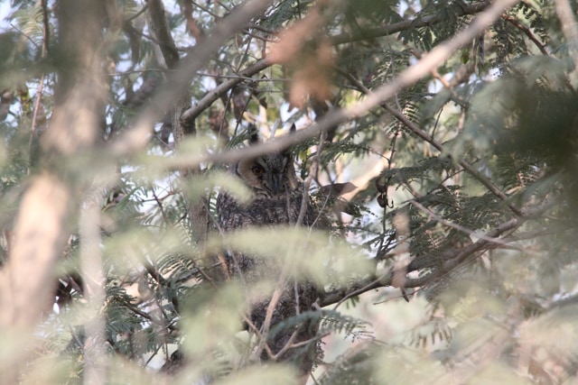 A Long-eared owl at Harike on December 18, 2015. (Photo: Per Undeland)