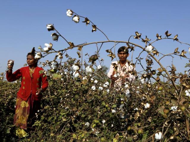 The Central government has approached the CCI to probe whether global seed giant Monsanto Company was charging higher than permissible royalties on its BT cotton seeds in India.(REUTERS Photo)