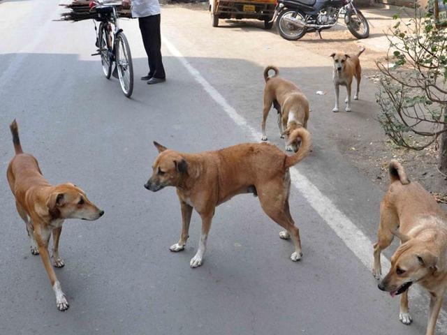 Dog bite cases are on the rise in the city.(HT Photo)