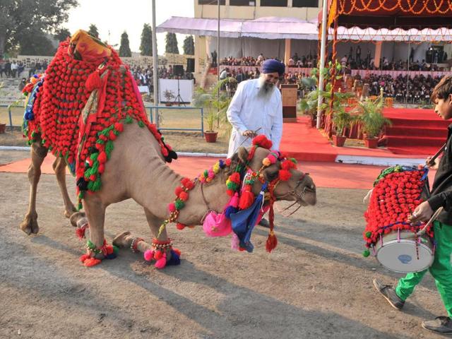 A camel dances on the beats of Dhol during the show. (HT photo )