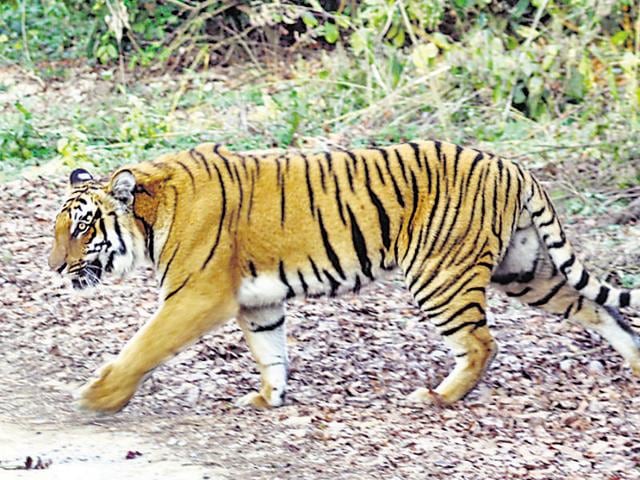(Representative image) The Panna Tiger Reserve management has been vaccinating dogs in villages adjoining the reserve for the past two weeks to keep deadly canine distemper virus at bay. (HT File Photo)