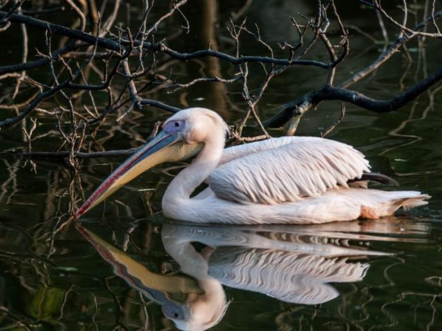 Bird Rosy Pelican was spotted in Chattbir zoo on Monday. (Gurpreet Singh/HT )