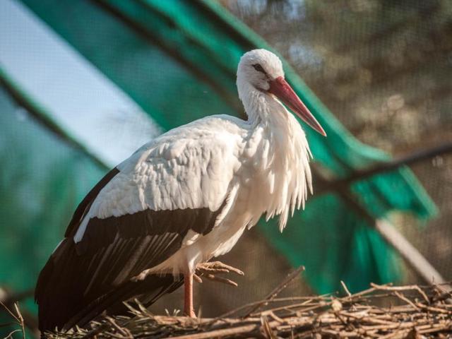 Large wading bird White head Stork is seen in the picture. (Gurpreet SINGH/HT)
