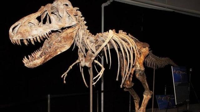 Tyrannosaurus bataar is a carnivore which lived about 70 million years ago. Tyrannosaurus bataar is a carnivore which lived about 70 million years ago.