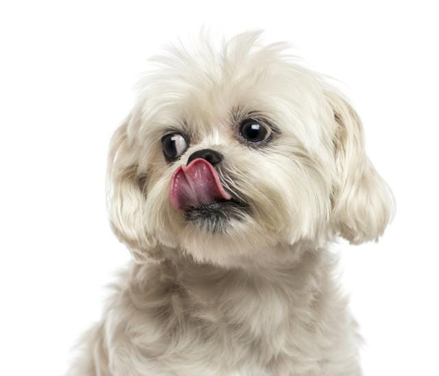 Researchers are looking at whether dogs might act ‘as probiotics to enhance the health of bacteria that live in our guts.’ (Shutterstock)