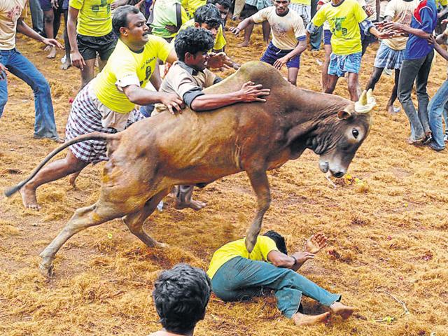 The Supreme Court had banned the sport along with bullock cart racing last year on the ground that jallikattu – which translates to taming the bull – involved cruelty to the animals in the sport. (AP File) The Supreme Court had banned the sport along with bullock cart racing last year on the ground that jallikattu – which translates to taming the bull – involved cruelty to the animals in the sport. (AP File)