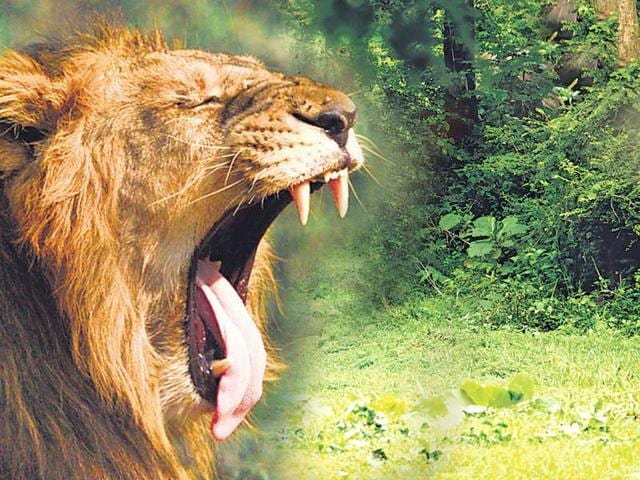 The Van Vihar national park management has refused to accept the pair of Asiatic lions it was offered by the Junagadh zoo on the grounds that they are very old.(File photo)