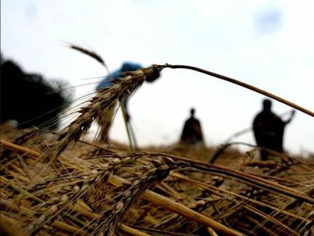The sole breadwinner in his family, the deceased farmer sowed soybean crops by taking a loan of Rs 2 lakh from the bank. (HT file photo) The sole breadwinner in his family, the deceased farmer sowed soybean crops by taking a loan of Rs 2 lakh from the bank. (HT file photo)