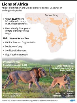 Factfile on African lions which are at risk of extinction and will be protected under US law as an endangered species. (AFP)