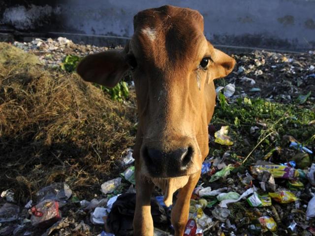Anil Bonde, a BJP legislator, said that the Maharashtra spends Rs70 per day per animal in a fodder camp, while orphans in state-run children’s homes get only Rs 30 per child per day as food expenses. (HT Photo) Anil Bonde, a BJP legislator, said that the Maharashtra spends Rs70 per day per animal in a fodder camp, while orphans in state-run children’s homes get only Rs 30 per child per day as food expenses. (HT Photo)