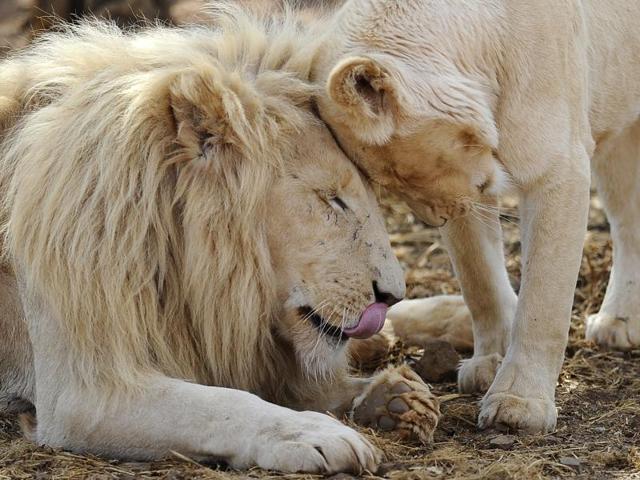A file photo of lions at the Entabeni Safari Conservancy in Limpopo, northeast of Johannesburg. Lions native to Africa and India were granted endangered species protection by the US Fish and Wildlife Service, which warned of a "dramatic decline" of the big cats in the wild.(AFP File Photo)