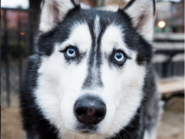 Charlie, Siberian Husky (10 y/o), Tompkins Square Park, New York, NY • “Give him a hot dog and he’ll love you forever.” (TheDogist/Instagram) 