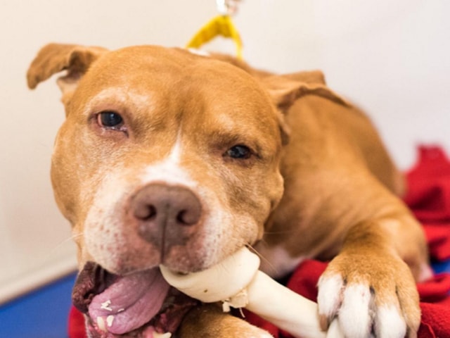 Ronny, Pit Bull mix (8 y/o), up for adoption in NYC. (TheDogist/Instagram) 
