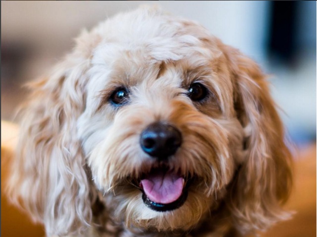 Toaster, Miniature Labradoodle (5 y/o), New York, NY • “The Instagram filter Toaster was named after him. He also survived a raccoon attack – the video has 8 million plus views. He’s a real mama’s boy. He recently saw a cat and almost cried.” (TheDogist/Instagram) 