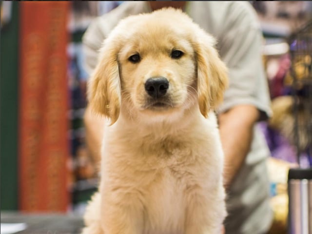 Journey, Golden Retriever (9 w/o), 2015 AENC Meet the Breeds, Orlando, FL • “His family are all rock stars. His dad is Jagger, half brothers Ozzie, Axl, & Zevon, and uncle Zappa. He loves toilet paper – he’ll grab one end and just run through the house with it.” (TheDogist/Instagram) 