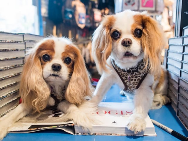 Rosie & Ruby, Cavalier King Charles Spaniels (10 & 12 y/o)  with The Dogist book, a compilation of the photographer Elias Weiss Friedmann’s photographs of over 1000 dogs. (TheDogist/Instagram) 