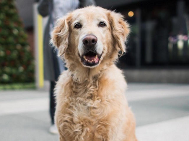Ellie, Golden Retriever/Border Collie mix (8 y/o), Santa Monica Place, Santa Monica, CA • “She’s not afraid of heights. She goes out on the balcony and sticks her nose through the railing. She likes to take everything in.” (TheDogist/Instagram) 