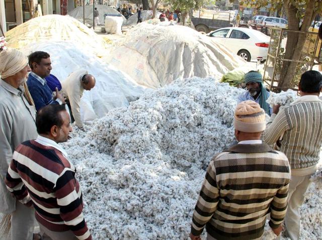 Cotton in Grain Market at Bathinda on Thursday. (Sanjeev Kumar/HT Photo)