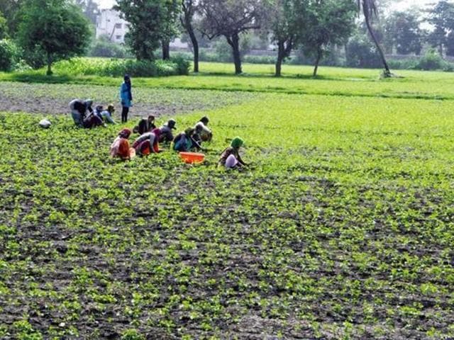 Punjab Agricultural University’s Krishi Vigyan Kendra (KVK), Amritsar, organised ‘kisan goshthi’ (farmers’ meeting) on the occasion of Jai Kisan Jai Vigyan Diwas at Sansad Adarsh Gram, Dhaul Kalan village, on Friday.(HT Photo) Punjab Agricultural University’s Krishi Vigyan Kendra (KVK), Amritsar, organised ‘kisan goshthi’ (farmers’ meeting) on the occasion of Jai Kisan Jai Vigyan Diwas at Sansad Adarsh Gram, Dhaul Kalan village, on Friday.(HT Photo)