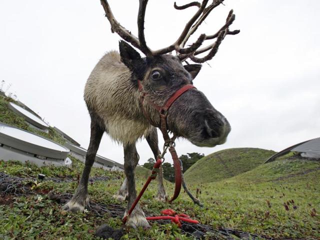 US Department of Agriculture said in a statement issued on Thursday it was allowing “S. Claus of the North Pole, broker of Worldwide Gifts,” to skip routine disease-transmission screening for live animals entering the United States.(AP File) US Department of Agriculture said in a statement issued on Thursday it was allowing “S. Claus of the North Pole, broker of Worldwide Gifts,” to skip routine disease-transmission screening for live animals entering the United States.(AP File)