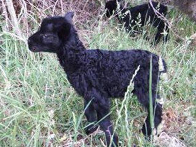 On Christmas Day, Anna Smith received a text message from the woman selling the lambs telling her the lambs she intended to buy had been stolen. (Facebook/Anna Smith) On Christmas Day, Anna Smith received a text message from the woman selling the lambs telling her the lambs she intended to buy had been stolen. (Facebook/Anna Smith)