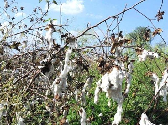 With the issue of loss of cotton crop due to spurious pesticides becoming a major issue in Punjab around a year ahead of the state assembly polls, the expelled as well as suspended rebels of Aam Aadmi Party (AAP) on Sunday sought to woo farmers by listening to their woes and promising to raise their issues.(HT Photo)