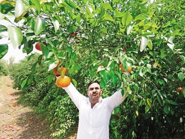 Eighteenth year in running, this waxing plant besides packing off juicy kinnows to the country, provides a unique example of India’s unity in diversity. (HT Photo) Eighteenth year in running, this waxing plant besides packing off juicy kinnows to the country, provides a unique example of India’s unity in diversity. (HT Photo)
