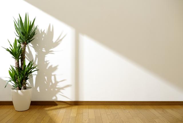 Open blinds and windows, trim the tree branches that might be hindering the entry of sunlight at home. (Shutterstock)