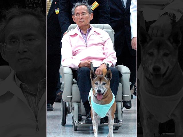 Thai King Bhumibol Adulyadej holding the leash of his dog while sitting in a wheelchair at a hospital in Bangkok. Named Tongdaeng (Copper), the dog became both a household name and a publishing sensation in Thailand after the king adopted her as a stray puppy and penned a heartfelt book about her attributes in 2002. (AFP File Photo) Thai King Bhumibol Adulyadej holding the leash of his dog while sitting in a wheelchair at a hospital in Bangkok. Named Tongdaeng (Copper), the dog became both a household name and a publishing sensation in Thailand after the king adopted her as a stray puppy and penned a heartfelt book about her attributes in 2002. (AFP File Photo)
