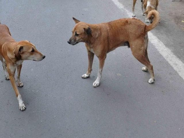 The number of wild dogs has increased in the last one year. (Hindustan Times) The number of wild dogs has increased in the last one year. (Hindustan Times)