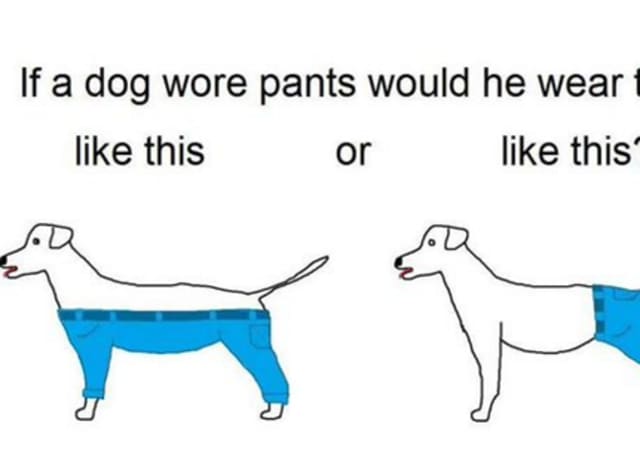 do dogs have two legs