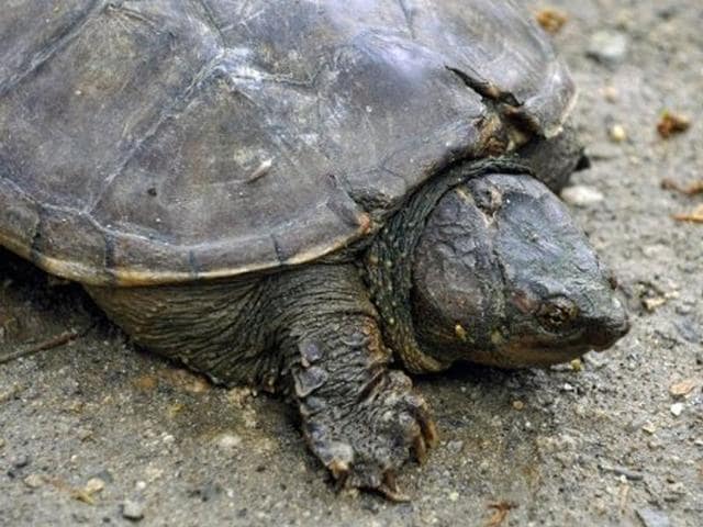 In just three months, about 60 wildlife smugglers and traders were arrested from across India acting on information extracted from the two.(Representative photo) In just three months, about 60 wildlife smugglers and traders were arrested from across India acting on information extracted from the two.(Representative photo)