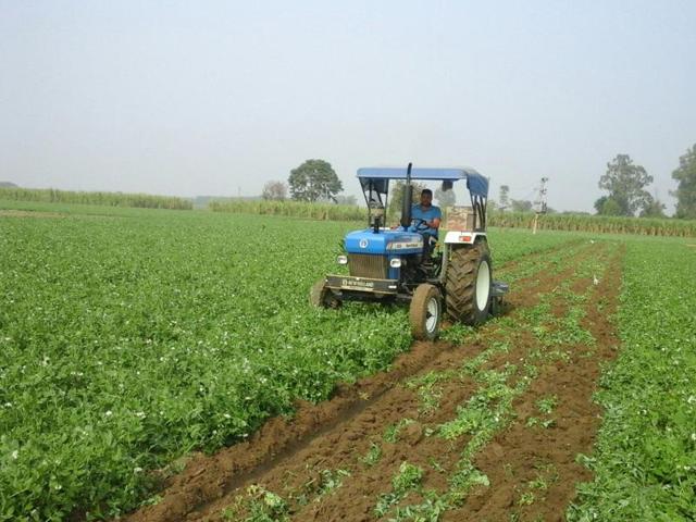 A farmer destroying his pea crop in SBS Nagar. (HT File Photo) A farmer destroying his pea crop in SBS Nagar. (HT File Photo)