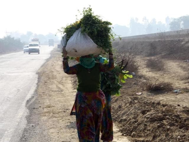 Women not only work at homes, but also labour hard in the fields in order to run their households. (Manoj Dhaka/HT Photo) Women not only work at homes, but also labour hard in the fields in order to run their households. (Manoj Dhaka/HT Photo)