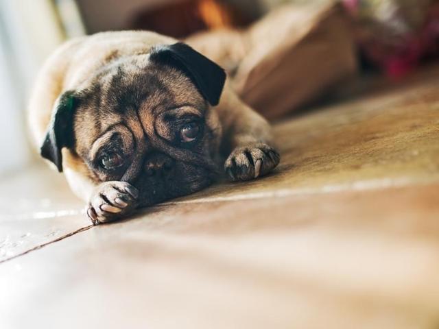 University of Glasgow, in an ongoing study, has claimed that second-hand or passive smoking is hazardous not only for humans but for pets as well.(Shutterstock)