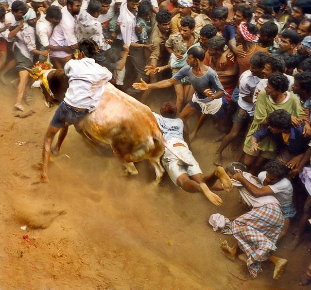 Jallikattu in Alanganallur Jallikattu in Alanganallur