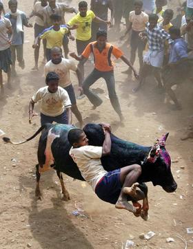 Participants crowd to tackle a bull during the annual Jallikattu, taming the bull, festival in Palemedu, about 25 kilometers (16 miles) from the temple town of Madurai. (AP) Participants crowd to tackle a bull during the annual Jallikattu, taming the bull, festival in Palemedu, about 25 kilometers (16 miles) from the temple town of Madurai. (AP)