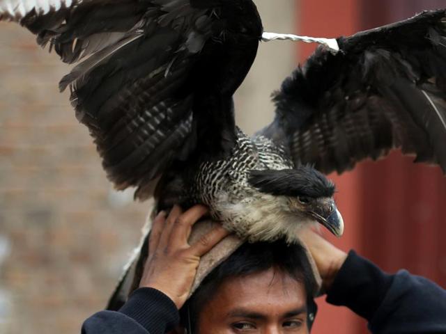 Fighter Freddy Pacco puts his hat on before taking part in a ‘Takanakuy’ ritual fighting event on the outskirts of Lima, Peru on Christmas day. “I fight because it is a tradition and to prove my bravery,” said Pacco. The fighters wear birds or other dead animals on their heads for a more intimidating look, he explained. Pacco said the bird is a ‘Cernicalo’, a kind of falcon. (AP) Fighter Freddy Pacco puts his hat on before taking part in a ‘Takanakuy’ ritual fighting event on the outskirts of Lima, Peru on Christmas day. “I fight because it is a tradition and to prove my bravery,” said Pacco. The fighters wear birds or other dead animals on their heads for a more intimidating look, he explained. Pacco said the bird is a ‘Cernicalo’, a kind of falcon. (AP)
