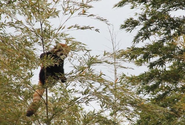 Sumire was munching on the leaves of a bamboo tree behind the zoo when she was found. (AFP Photo) Sumire was munching on the leaves of a bamboo tree behind the zoo when she was found. (AFP Photo)